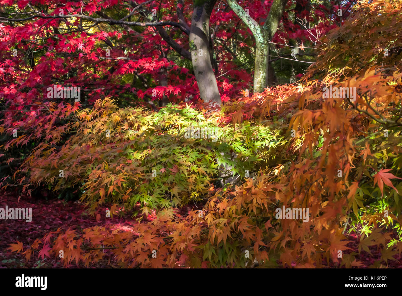 Autumn leaves Stock Photo