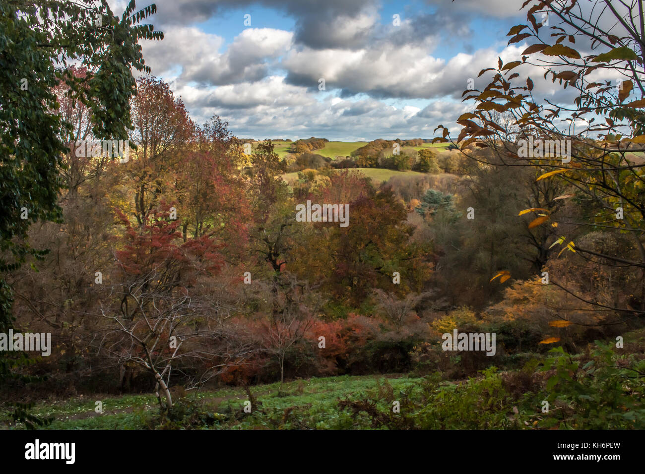 Autumn leaves Stock Photo