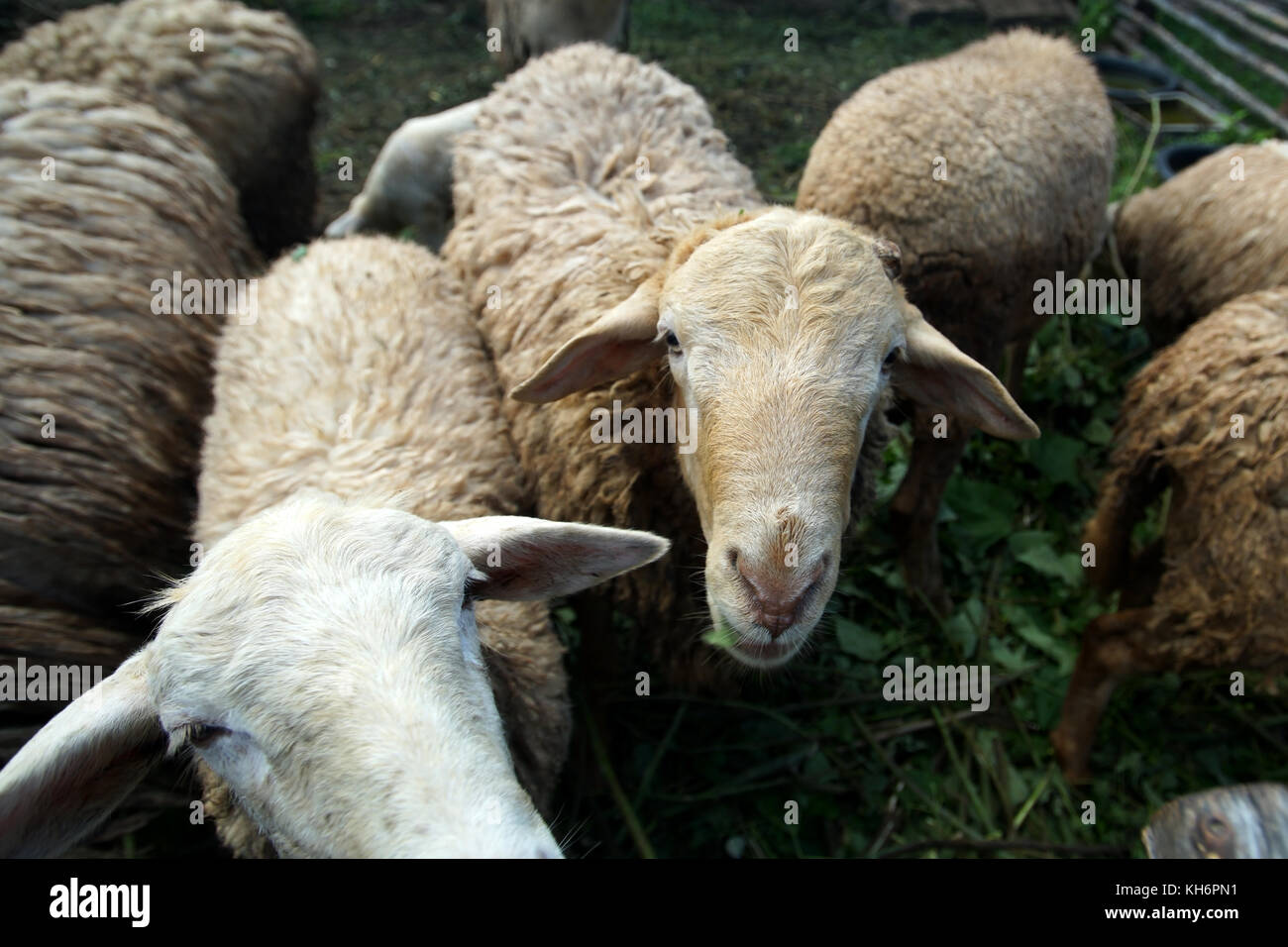 Lambs In Paddock Paddock nature hi-res stock photography and images - Alamy