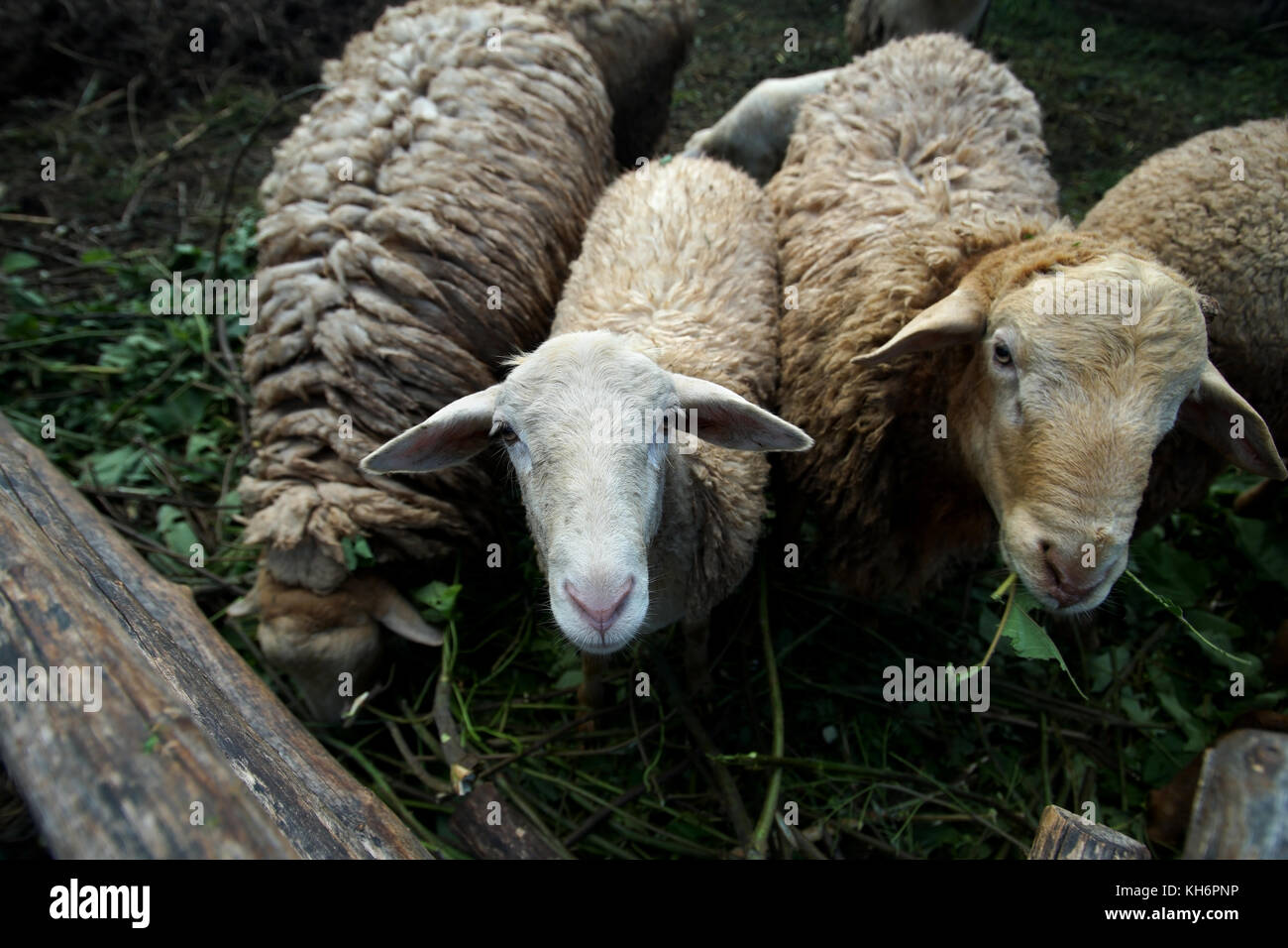 Lambs In Paddock group of lamb in paddock of farm Stock Photo - Alamy