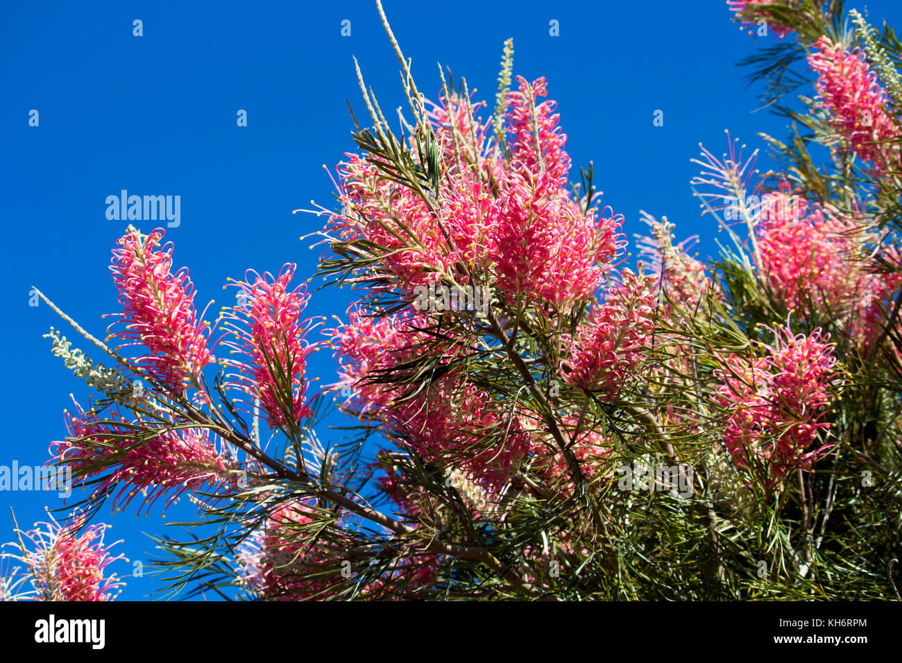 Grevillea Tree Stock Photos & Grevillea Tree Stock Images Alamy