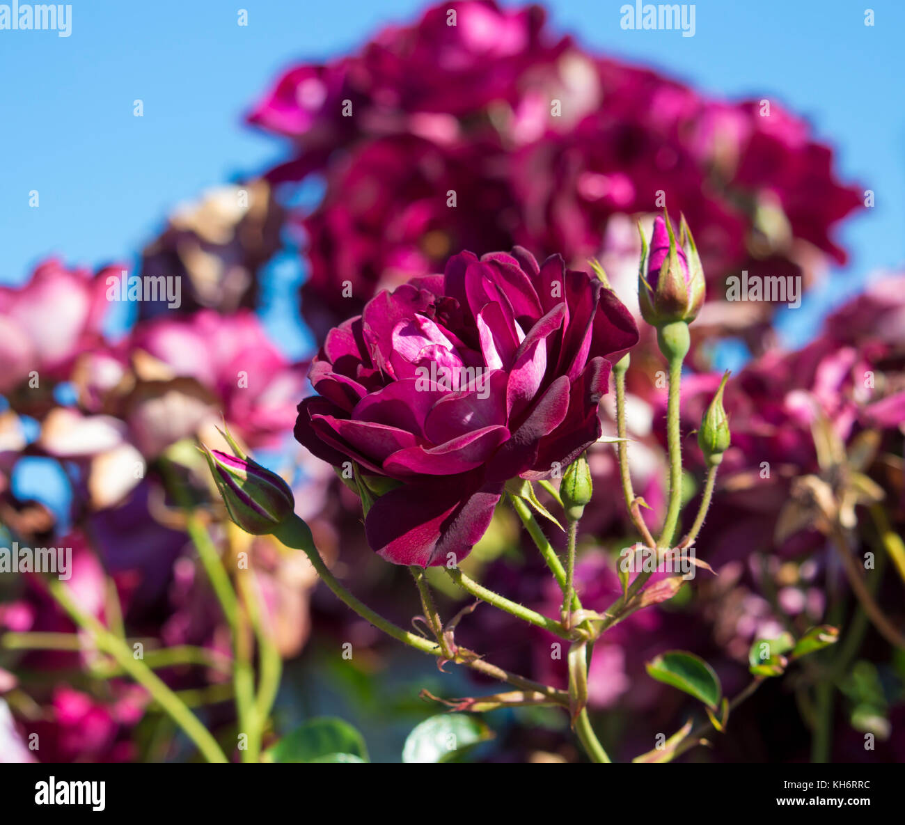 Brilliant pink iceberg roses hires stock photography and images Alamy