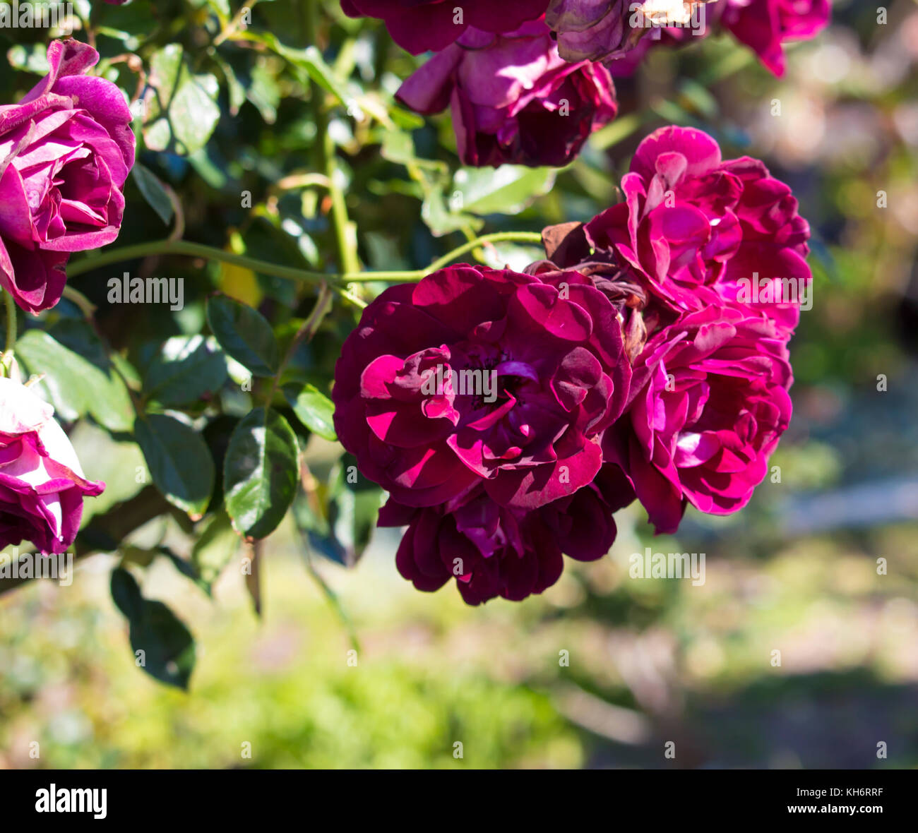 Sport of Brilliant Pink Iceberg rose, Burgundy Iceberg roses blooming