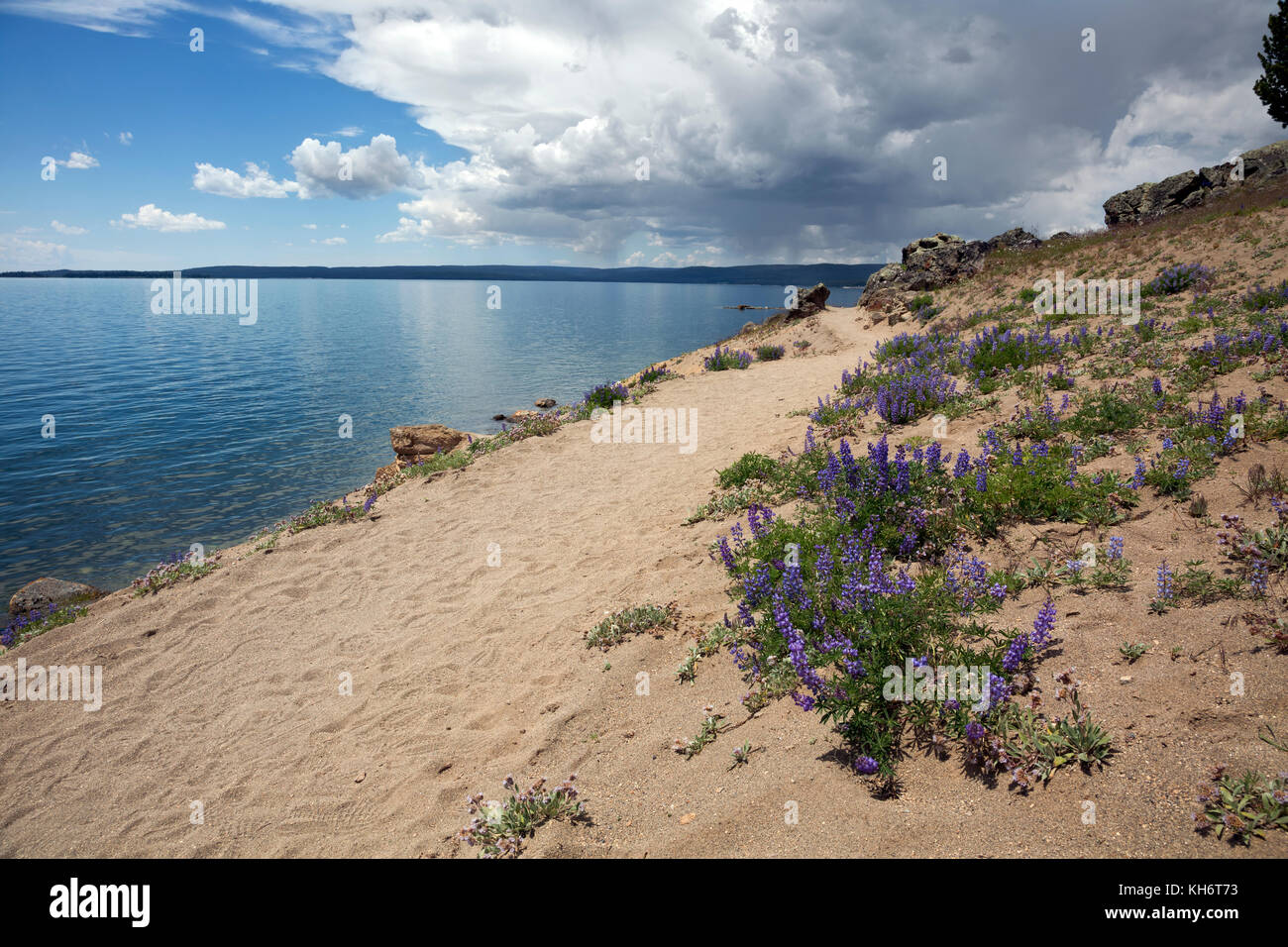 WY02611-00...WYOMING - Lupine blooming along the Storm Point Trail on the shores of Yellowstone Lake in Yellowstone National Park. Stock Photo