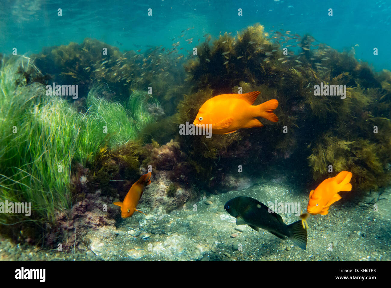 Garibaldi, the state marine fish of California, while snorkeling on Santa Catalina Island, California, USA Stock Photo