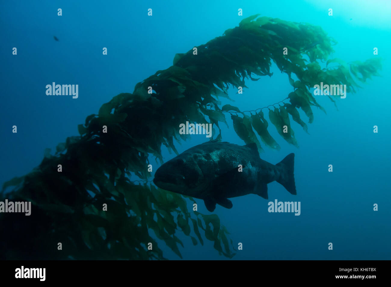 Black sea bass california hires stock photography and images Alamy