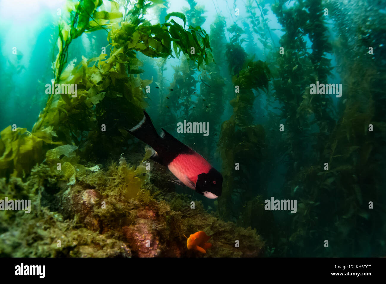 California sheephead fish in the kelp forest of Santa Catalina Island