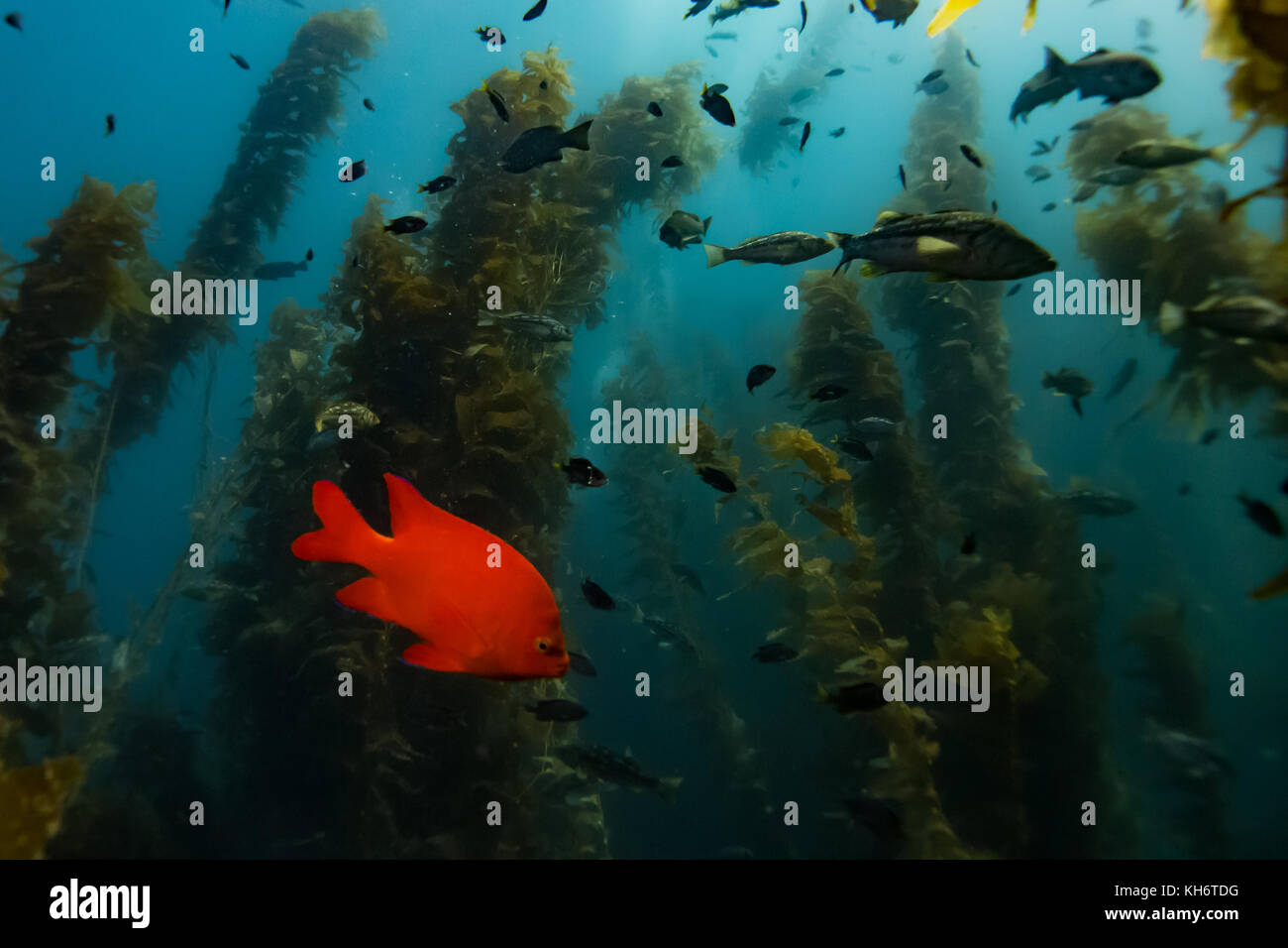 The bright orange Garibaldi fish adds some color to the kelp forests of
