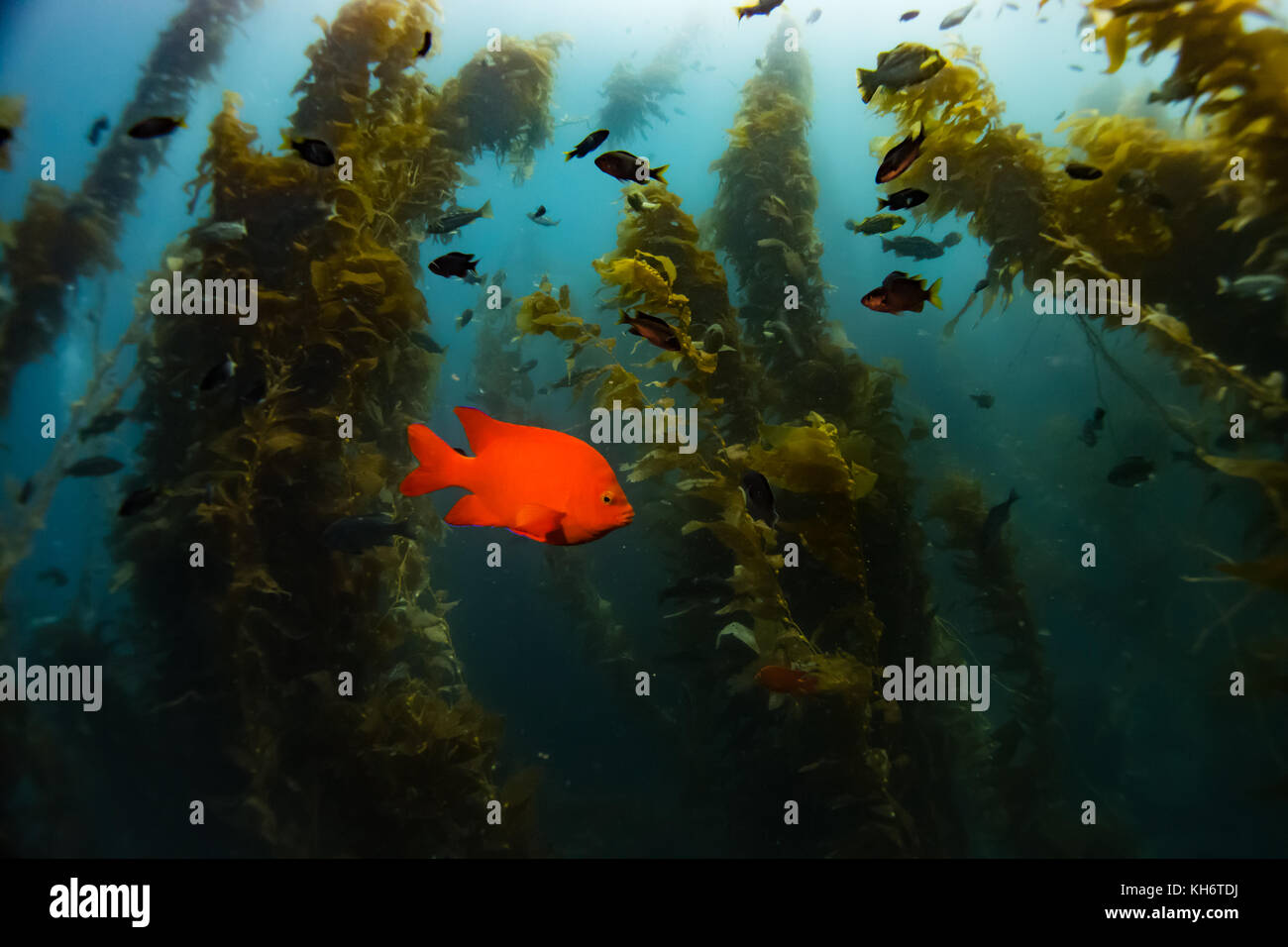 Catalina island california hires stock photography and images Alamy