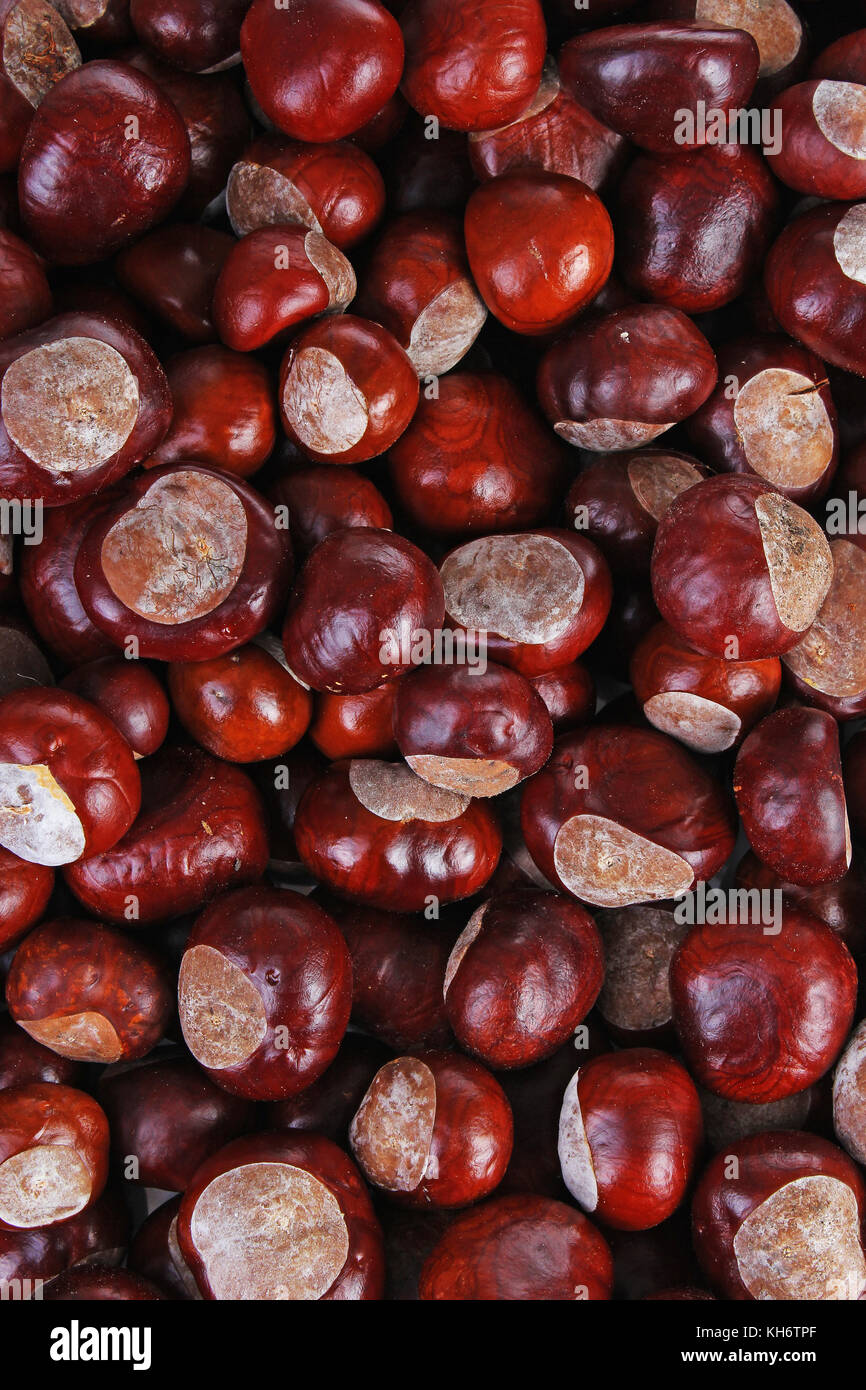 Wild chestnuts. Chestnut texture Stock Photo - Alamy