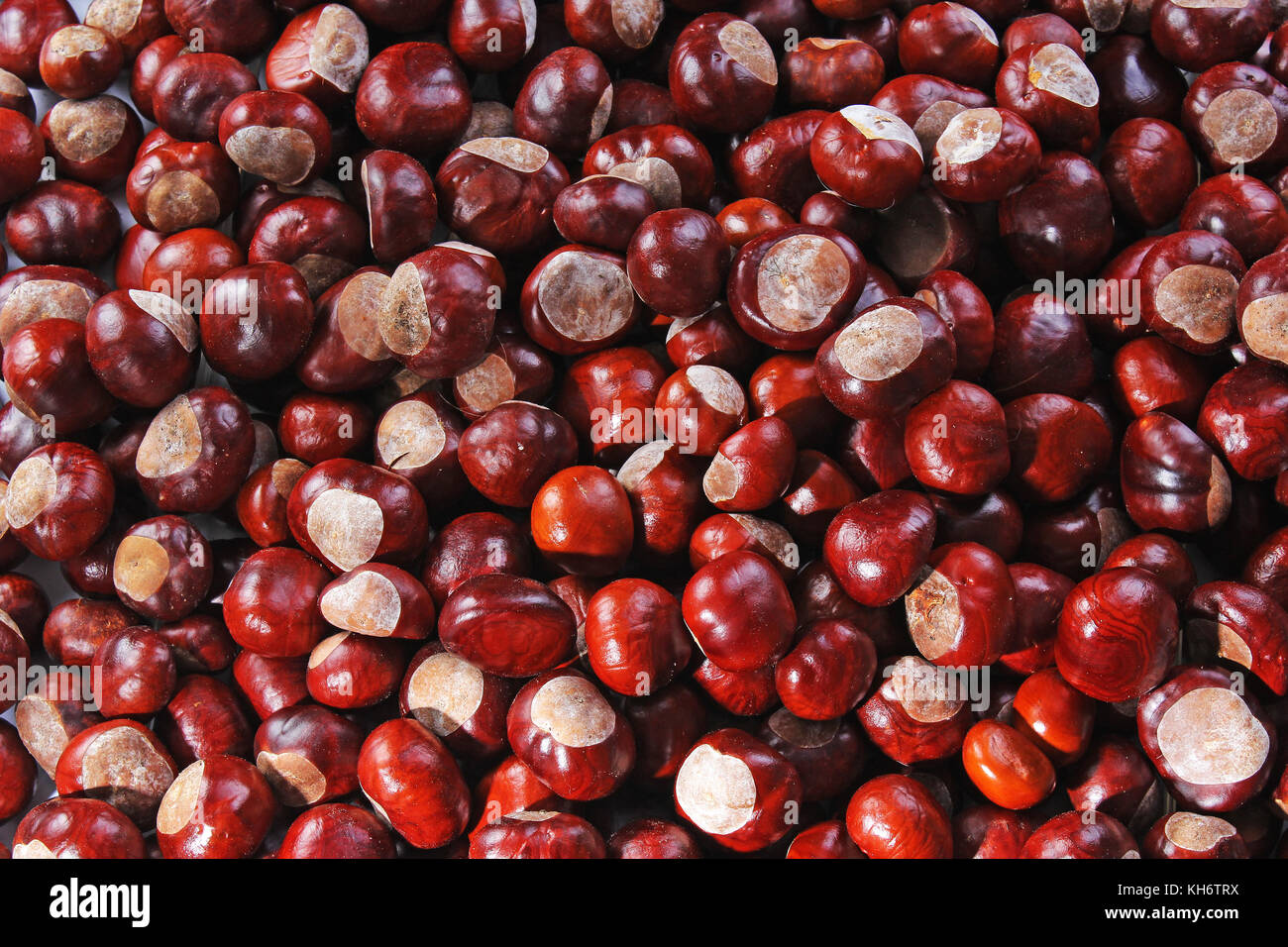 Wild chestnuts. Chestnut texture Stock Photo - Alamy