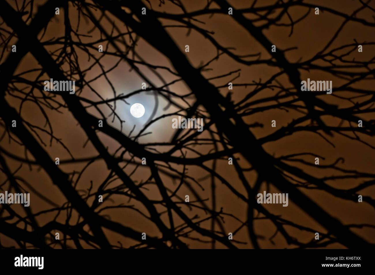 Misty moon shining through the branches of trees. Stock Photo