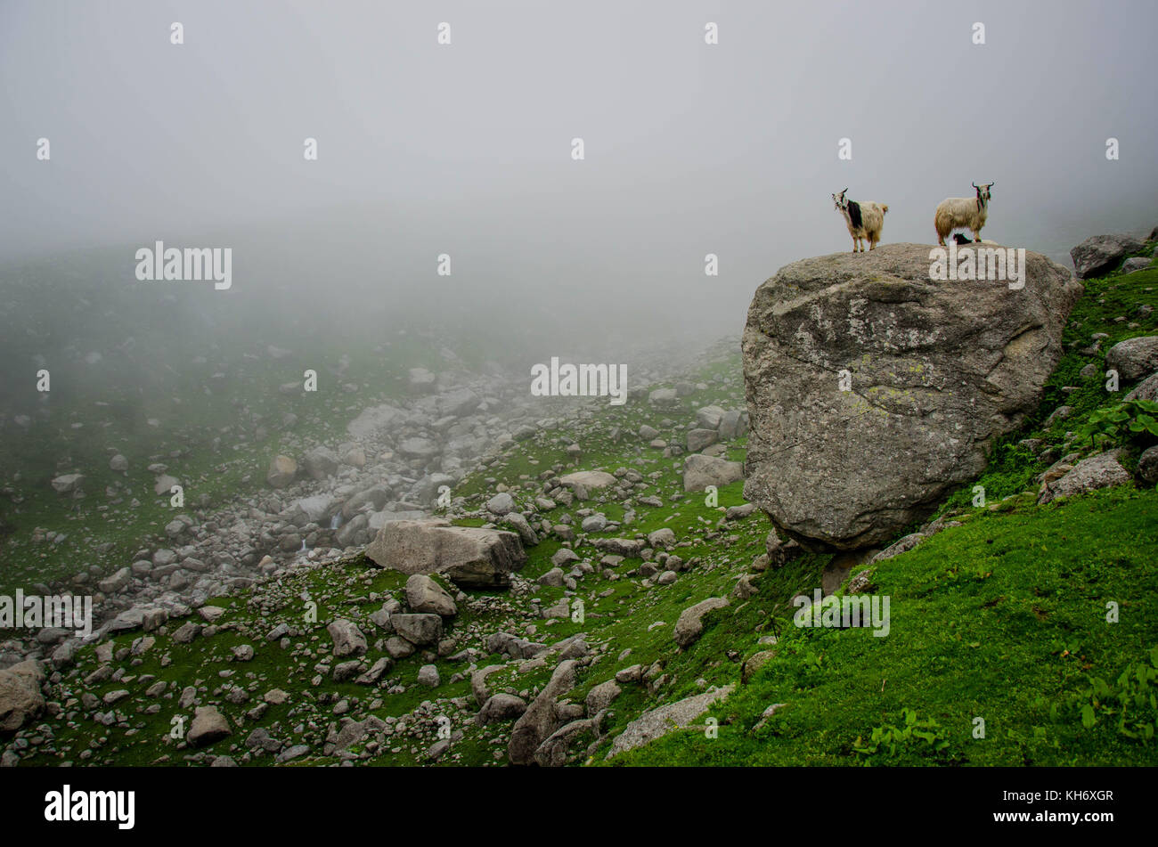 Sheeps grazing in Great Himalayas of Himachal Pradesh. Stock Photo