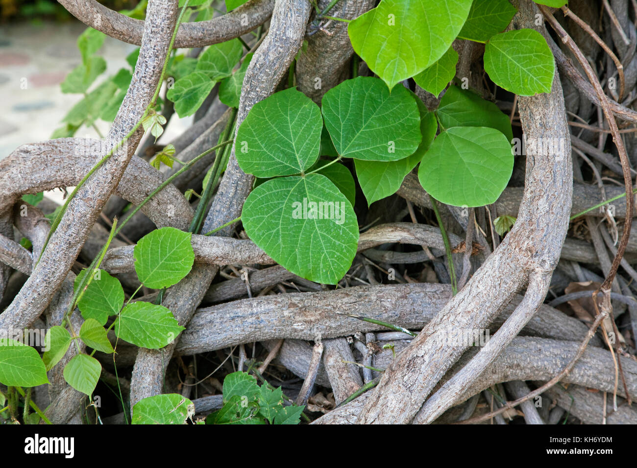 Interlaced stems of a creeper plant Stock Photo