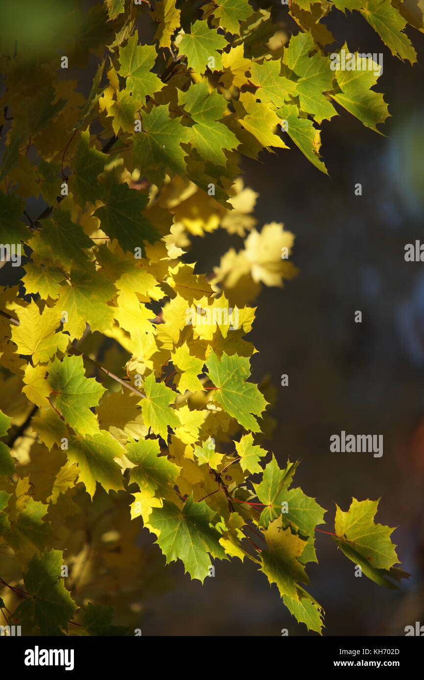 Abstract yellow sun rays hi-res stock photography and images - Alamy