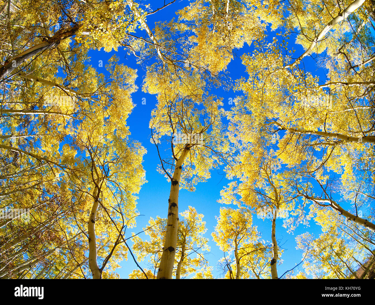 USA. Colorado. Skyward view of Aspen trees. Stock Photo