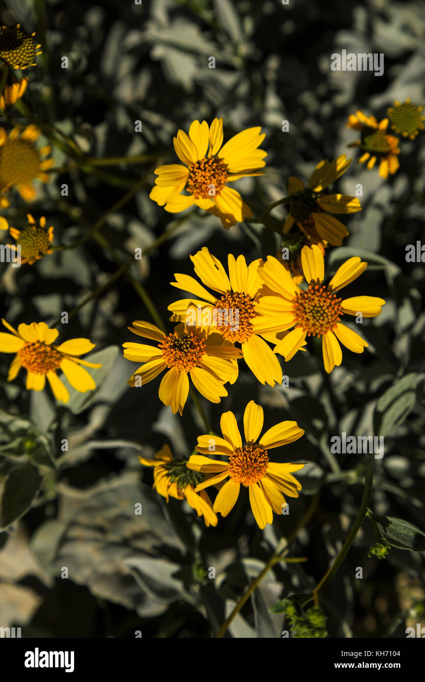 This is a vertical view of a wildflower known as Brittlebush (Encelia