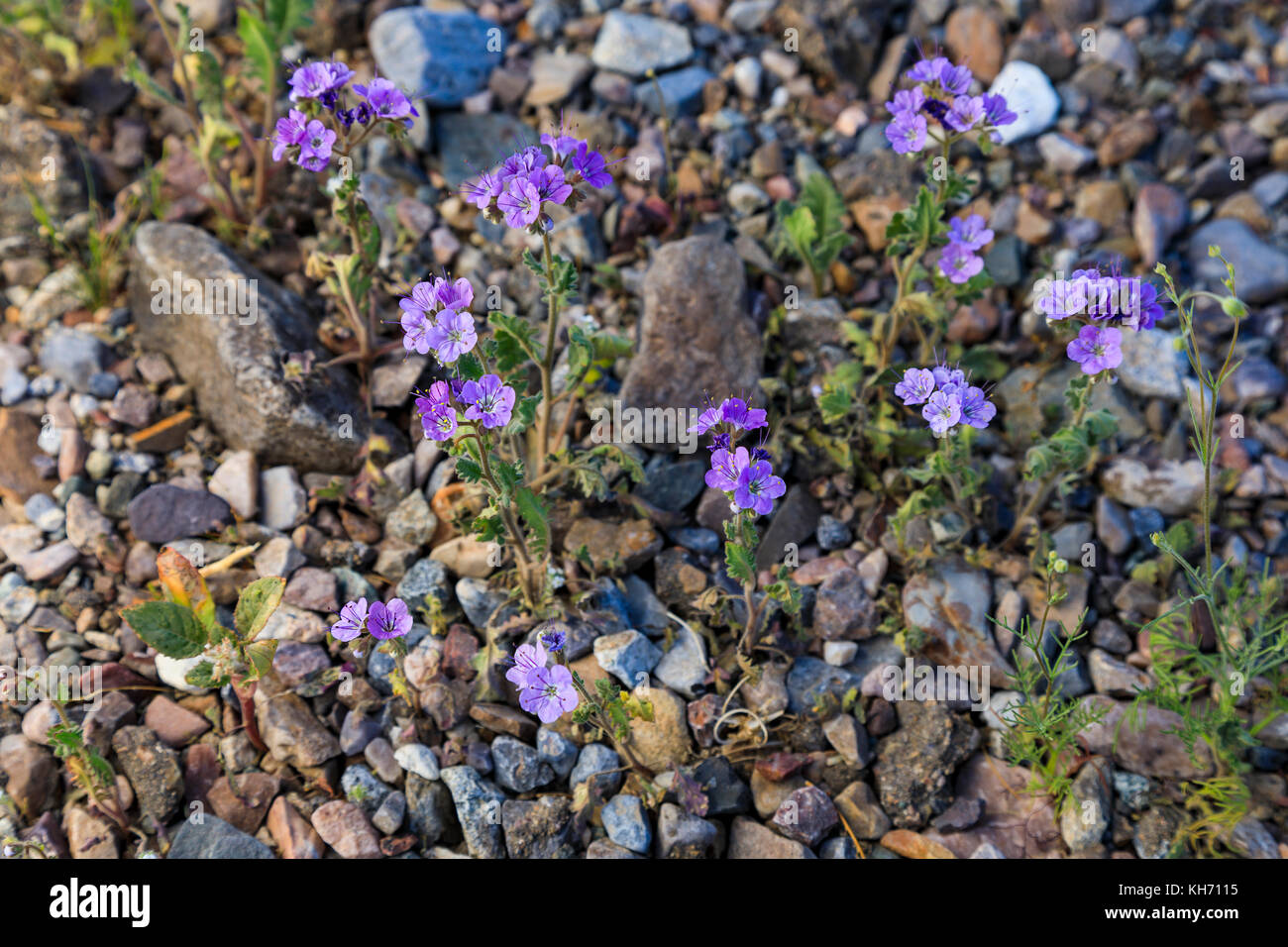 This is a close-up view of a purple wildflower known as Notch-leaved Phycelia (Phalelia crenulata) as seen along Daylight Pass Road. Stock Photo