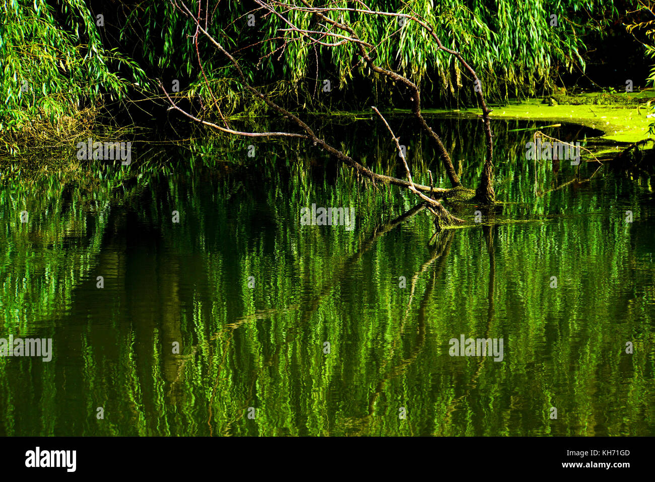 trees bushes and weeds, on the river bank reflect in the rippling water of the river Stock Photo