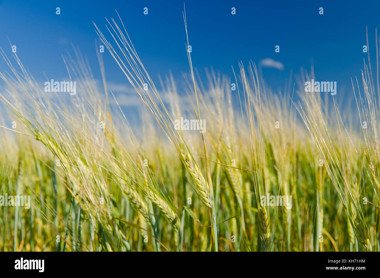 green wheat field and cloudy sky Stock Photo - Alamy