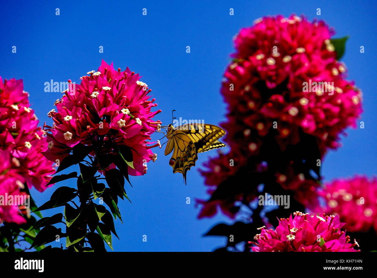 Yellow Southern swallowtail (Papilio alexanor) butterfly sitting on a red Bougainvillea With a blue sky background. This species of butterflies, also  Stock Photo