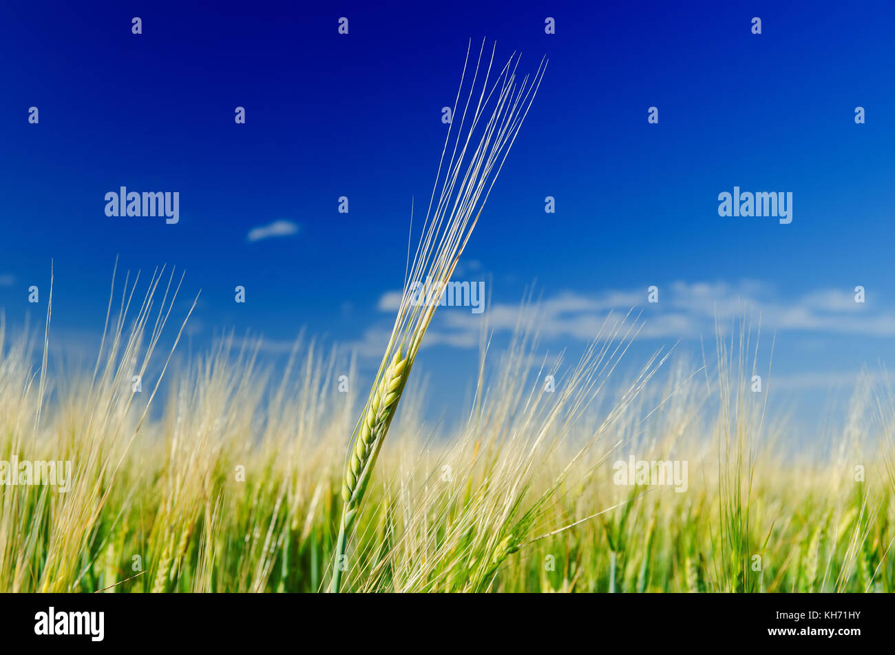 one green wheat on field and deep blue cloudy sky Stock Photo - Alamy