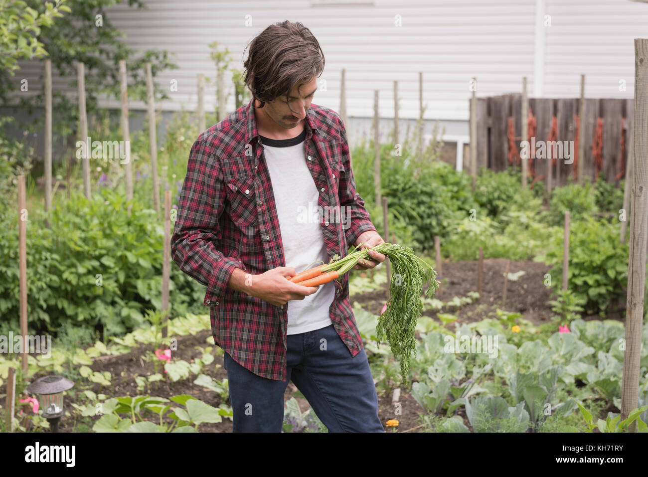 Man holding organic carrots in a vegetable garden Stock Photo - Alamy