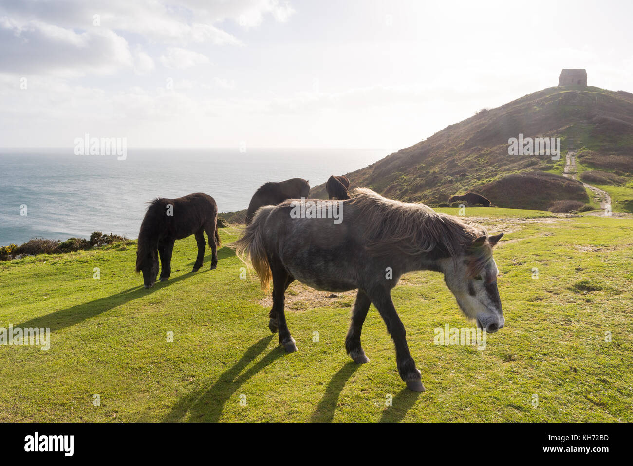Dartmoor ponies grazing at Rame Head, southeast Cornwall, UK Stock Photo