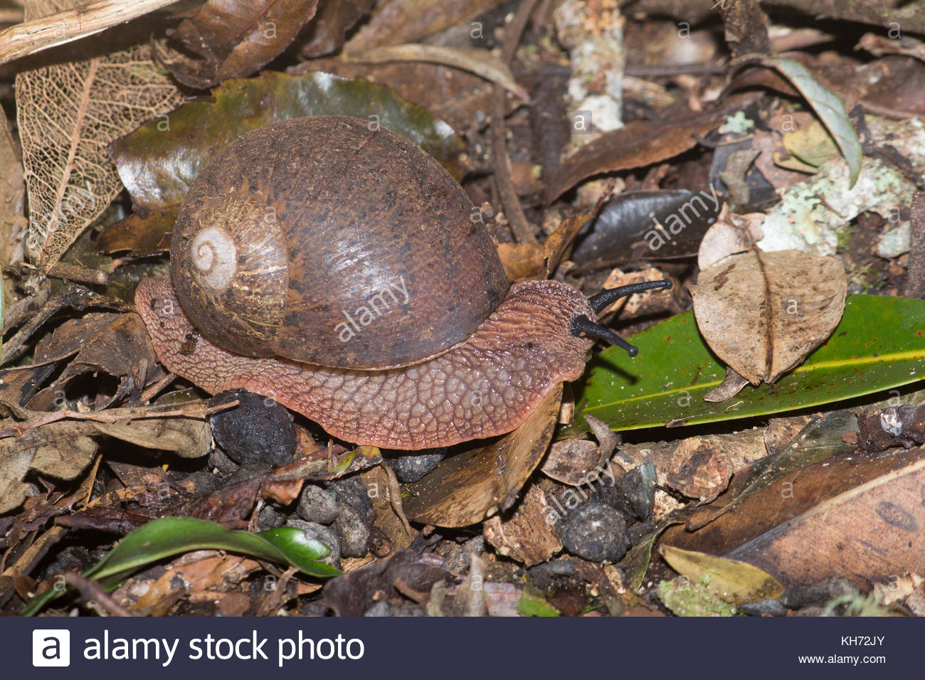 Large Shell Snail Stock Photos & Large Shell Snail Stock Images - Alamy