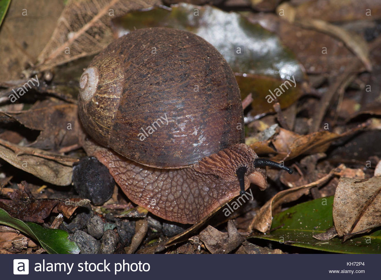 Fungi In Australia Stock Photos & Fungi In Australia Stock Images - Alamy