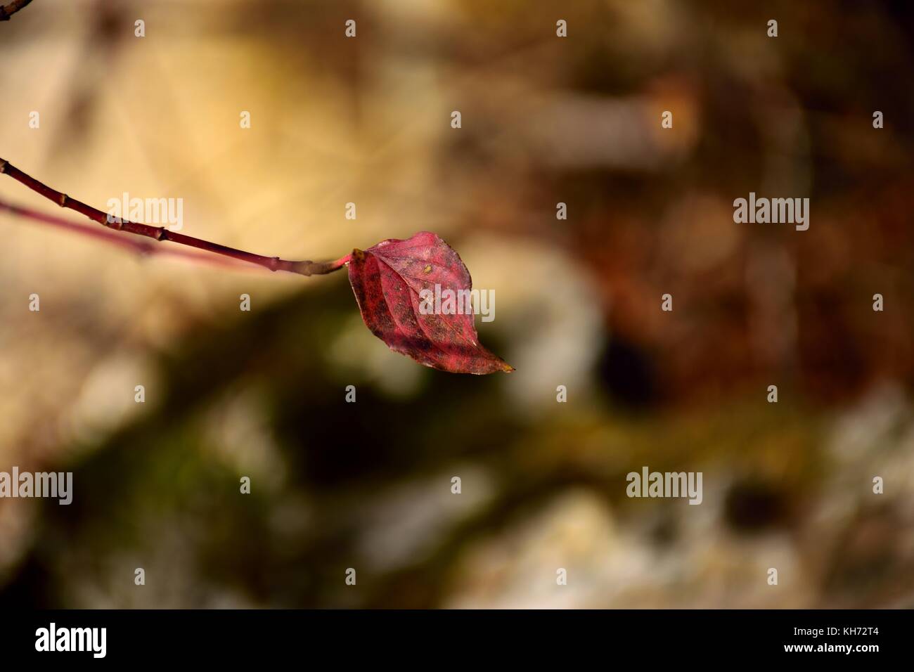 leaf on a branch Stock Photo