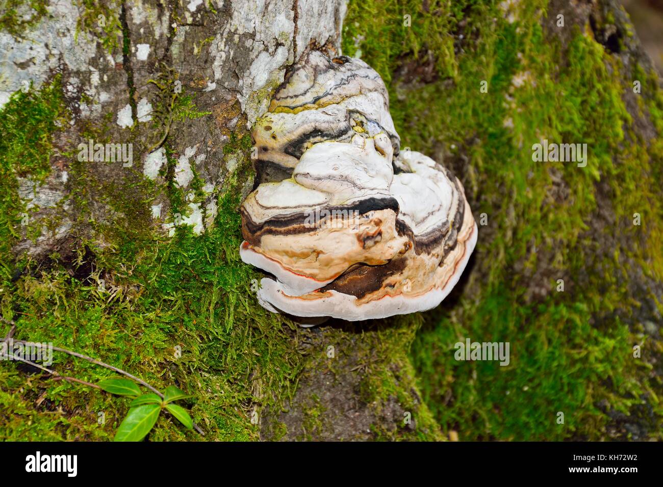 mushroom on a tree stump covered by moss Stock Photo