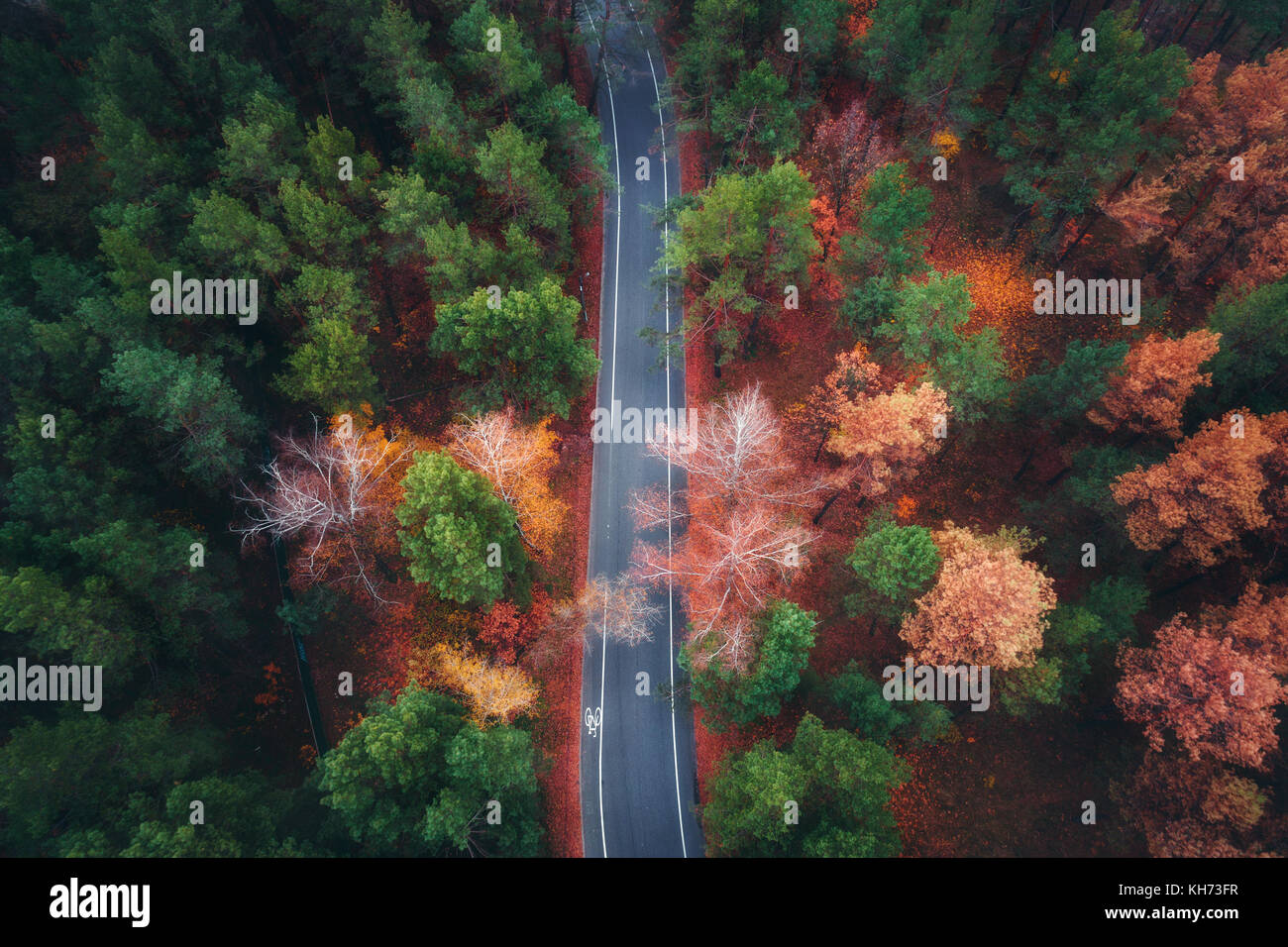 Aerial view of road in beautiful autumn forest. Amazing landscape with empty rural road, trees with green, red and orange leaves in day. Highway throu Stock Photo