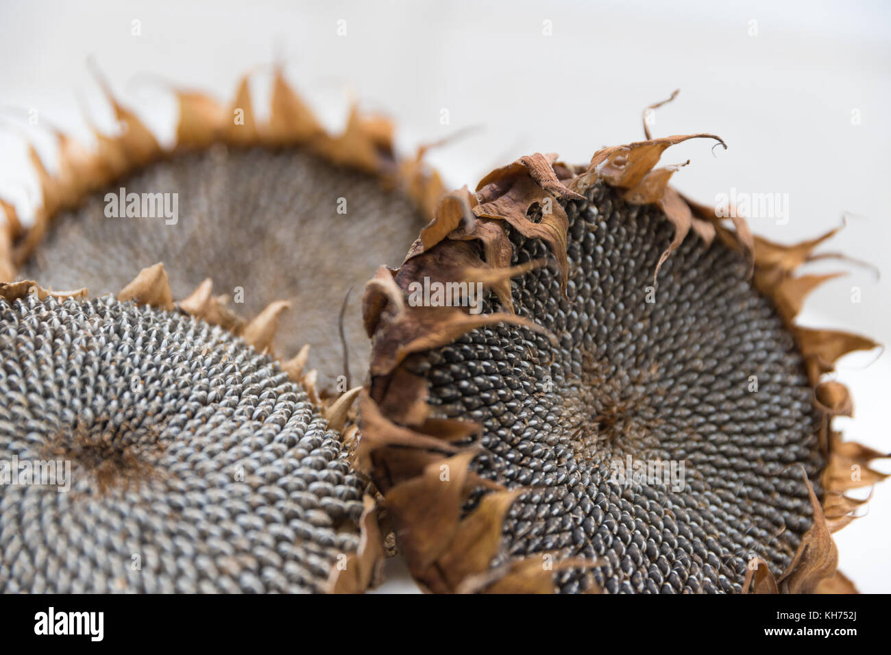dried sunflower heads Stock Photo Alamy