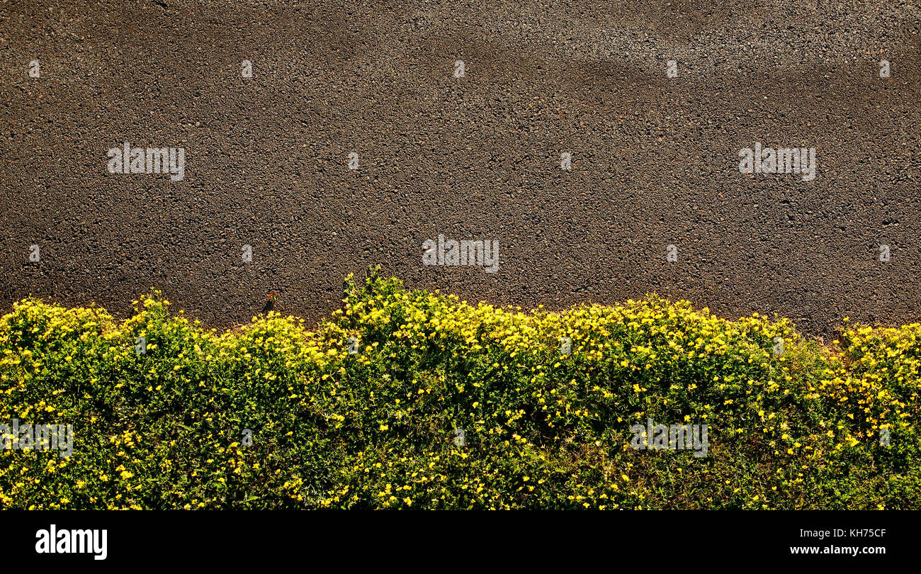 Top down photo of flowers hi-res stock photography and images - Alamy