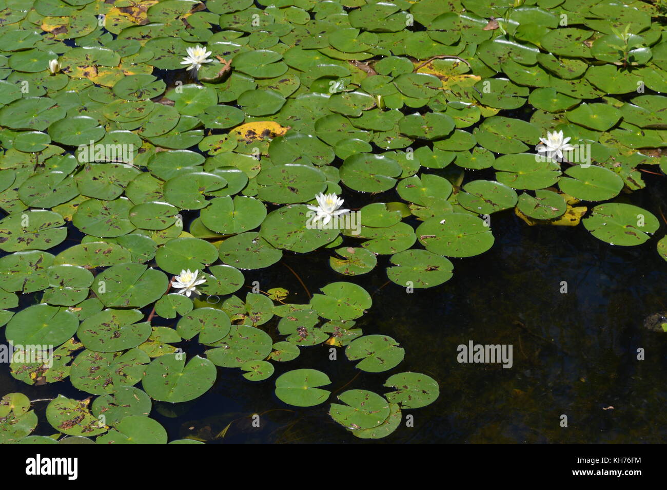 Lily Pads Advancing Stock Photo Alamy