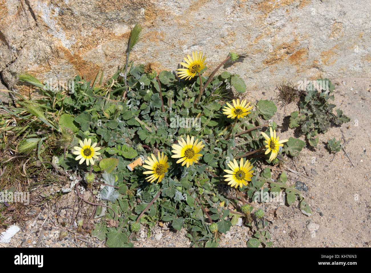 South African dandelion or Cape weed arctotheca calendula in bloom in late winter is a common prostrate spreading weed with sunny yellow single blooms. Stock Photo