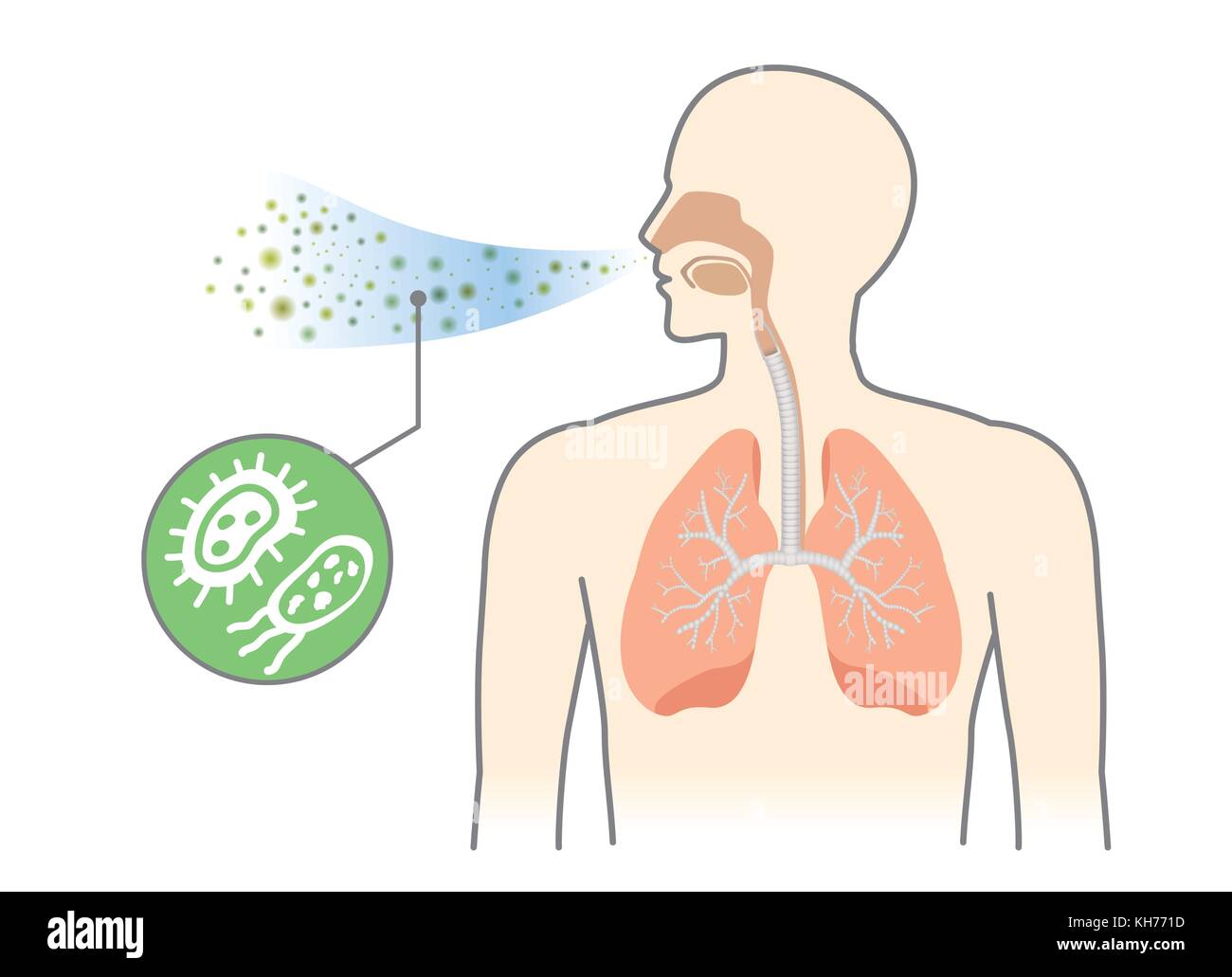 Bacteria and Fungi into respiratory of human from breathe. Stock Vector