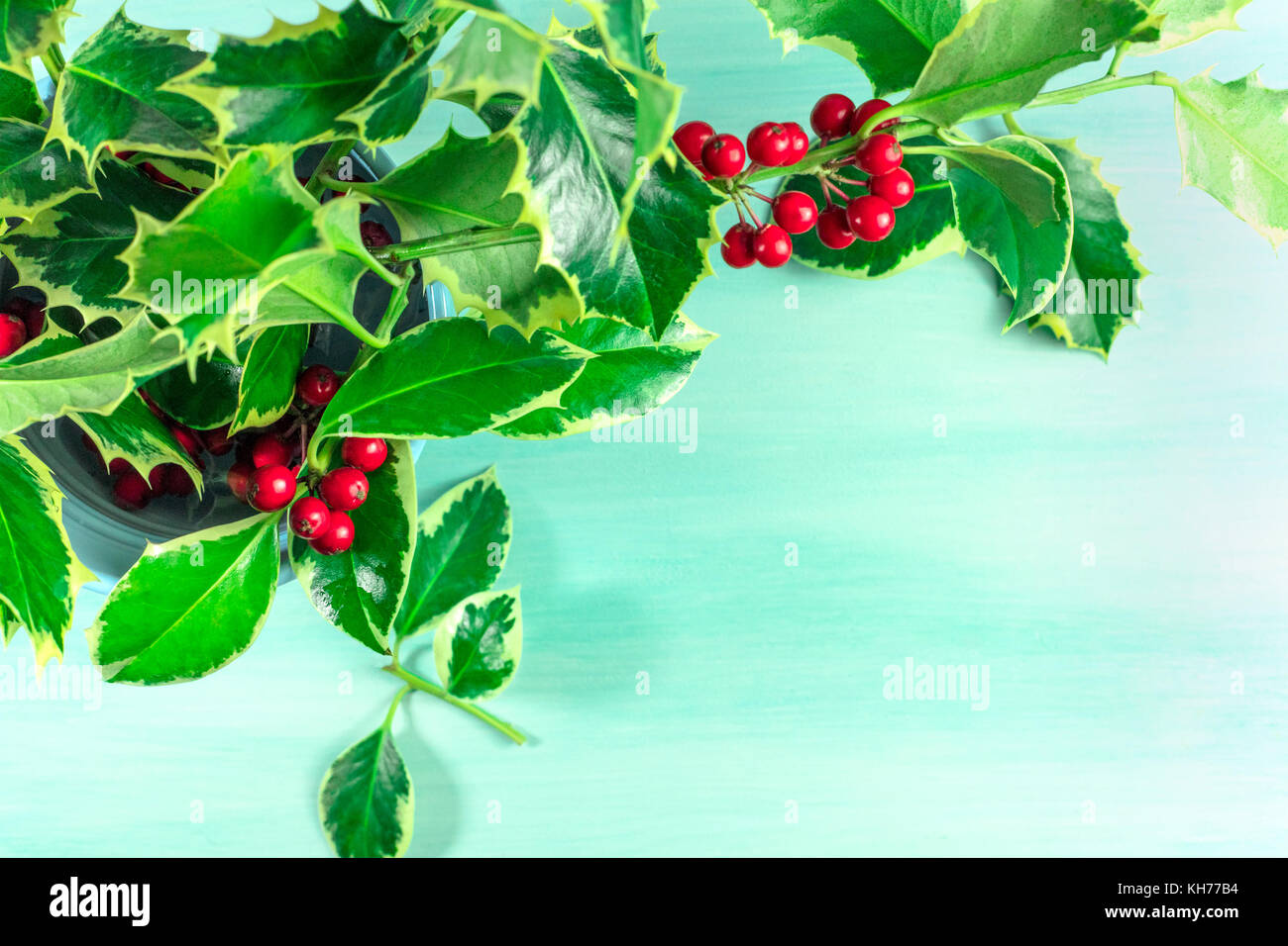 Christmas background with holly leaves and copyspace Stock Photo - Alamy