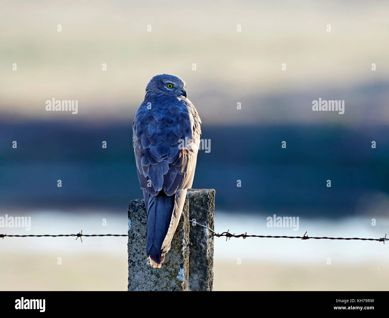 Montagus harrier resting on a pole in erly morning light Stock Photo