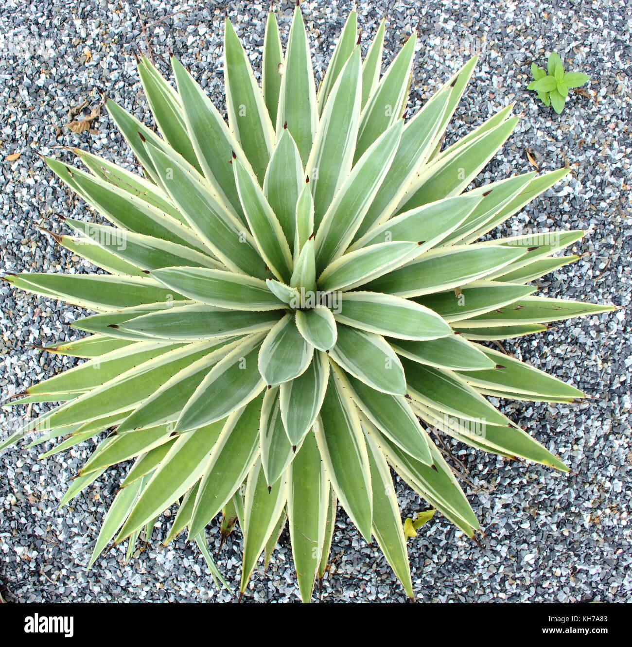 Top view of Agave in the garden with gravel floor. Stock Photo