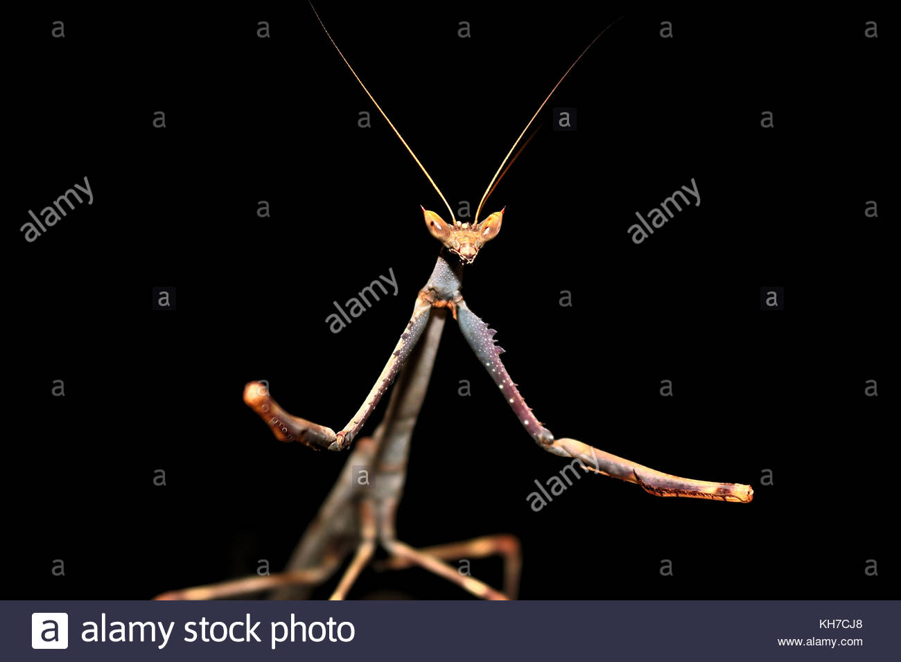 Canoneos Stock Photos & Canoneos Stock Images - Alamy