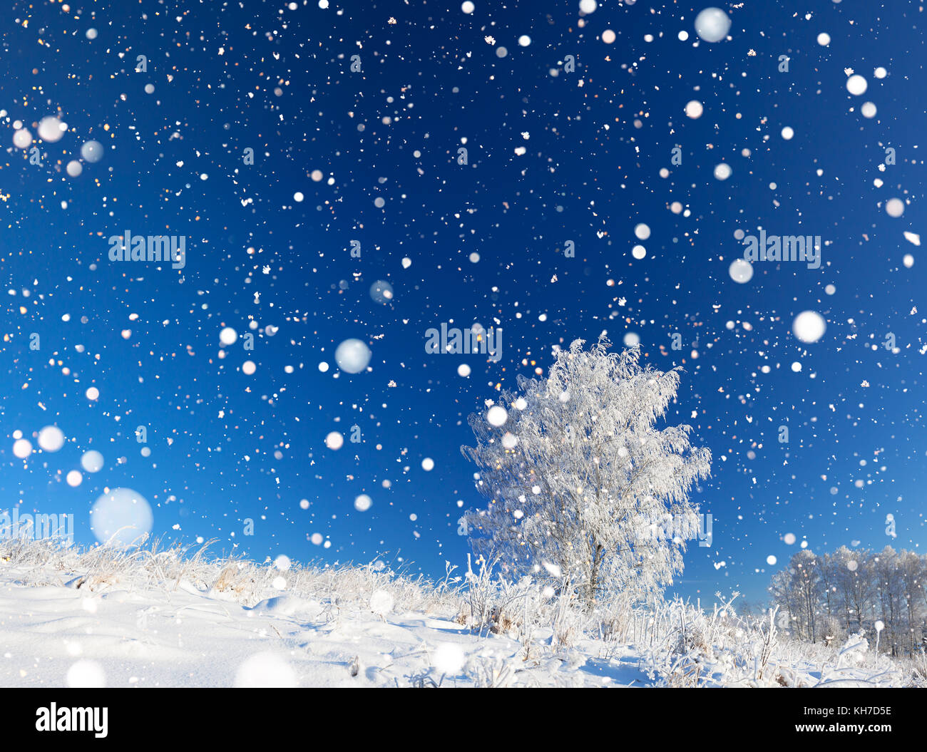 beautiful  winter landscape a panorama with blue sky, a field and one  tree. wintry day. panoramic view Stock Photo