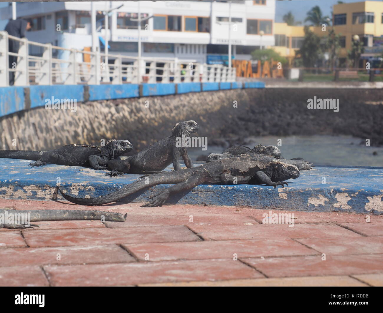 Group lizards hi-res stock photography and images - Alamy