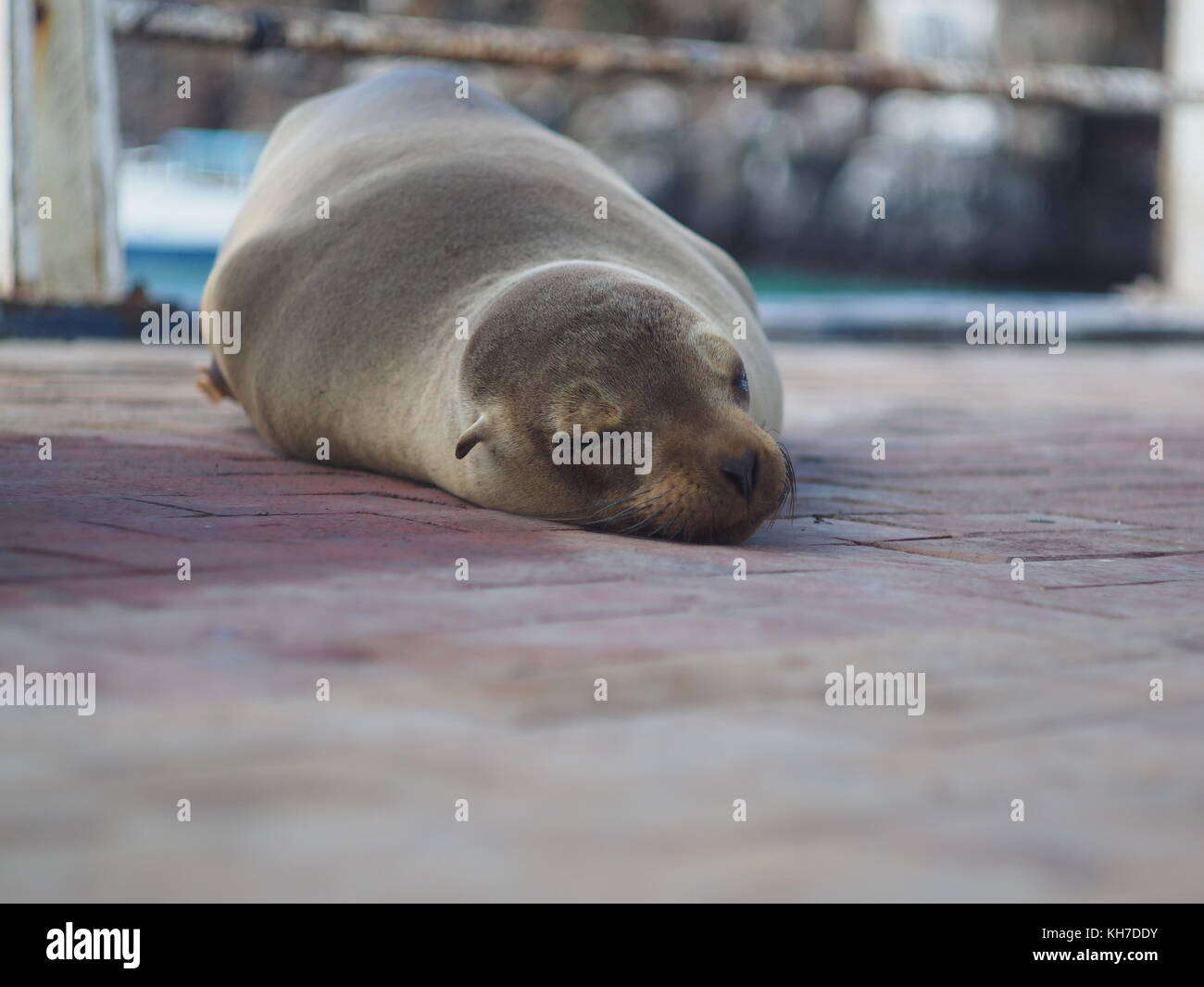 Brown sea lion sleeping on the pier of Puerto Ayora Stock Photo
