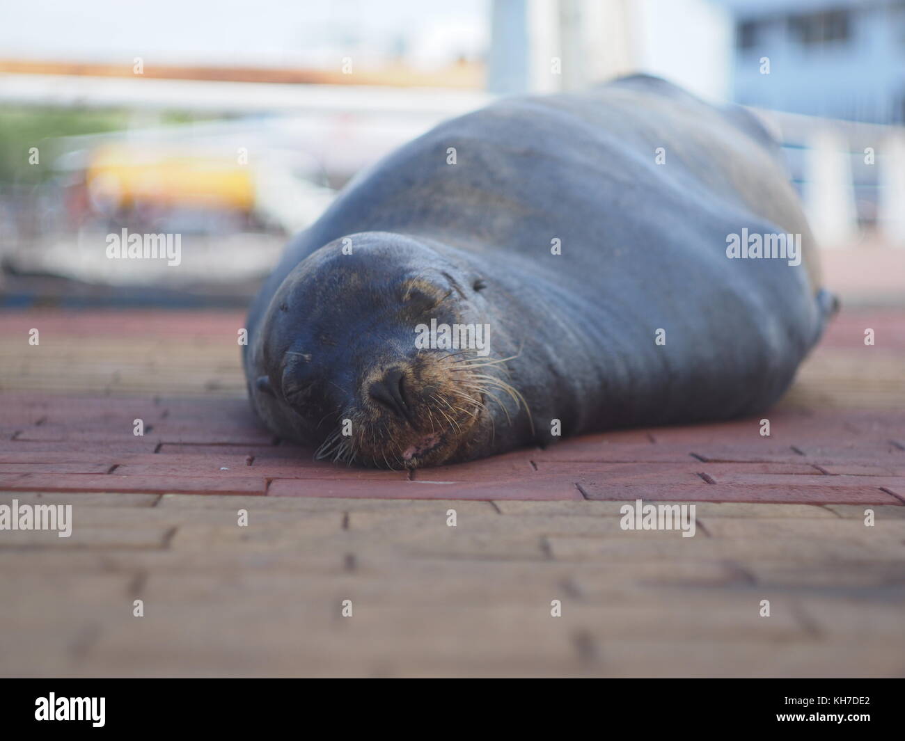 Black sea lion sleeping on the pier of Puerto Ayora Stock Photo