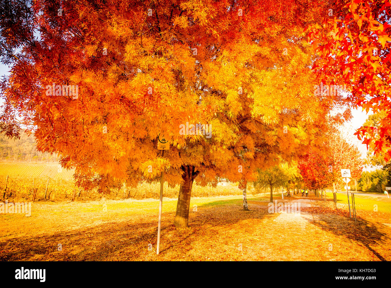 Autumn trees in Australia changing into beautiful orange, yellow and red. Stock Photo