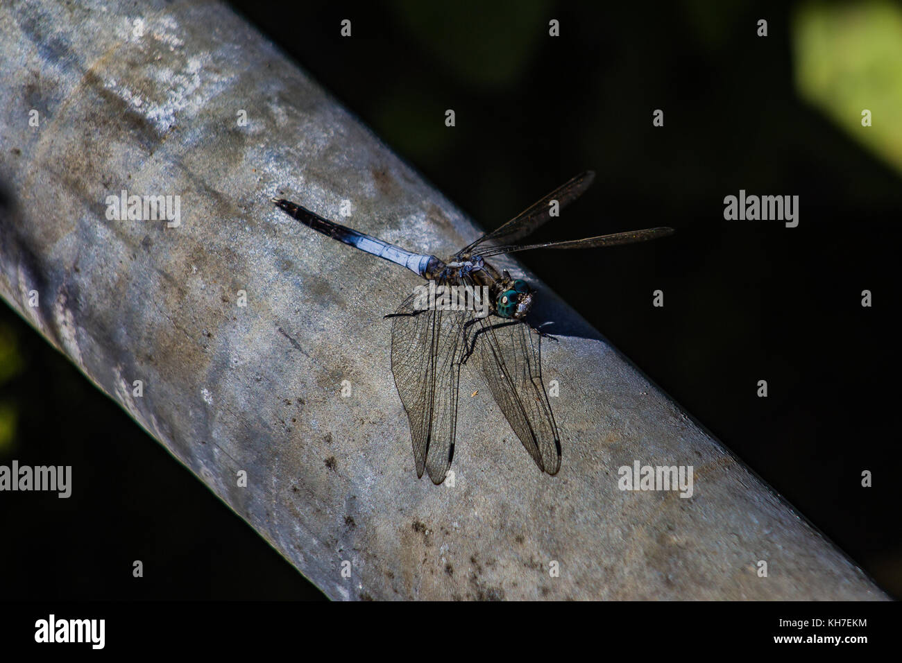 A Japanese blue dragonfly rests on a pipe in Kamakura, Japan Stock Photo