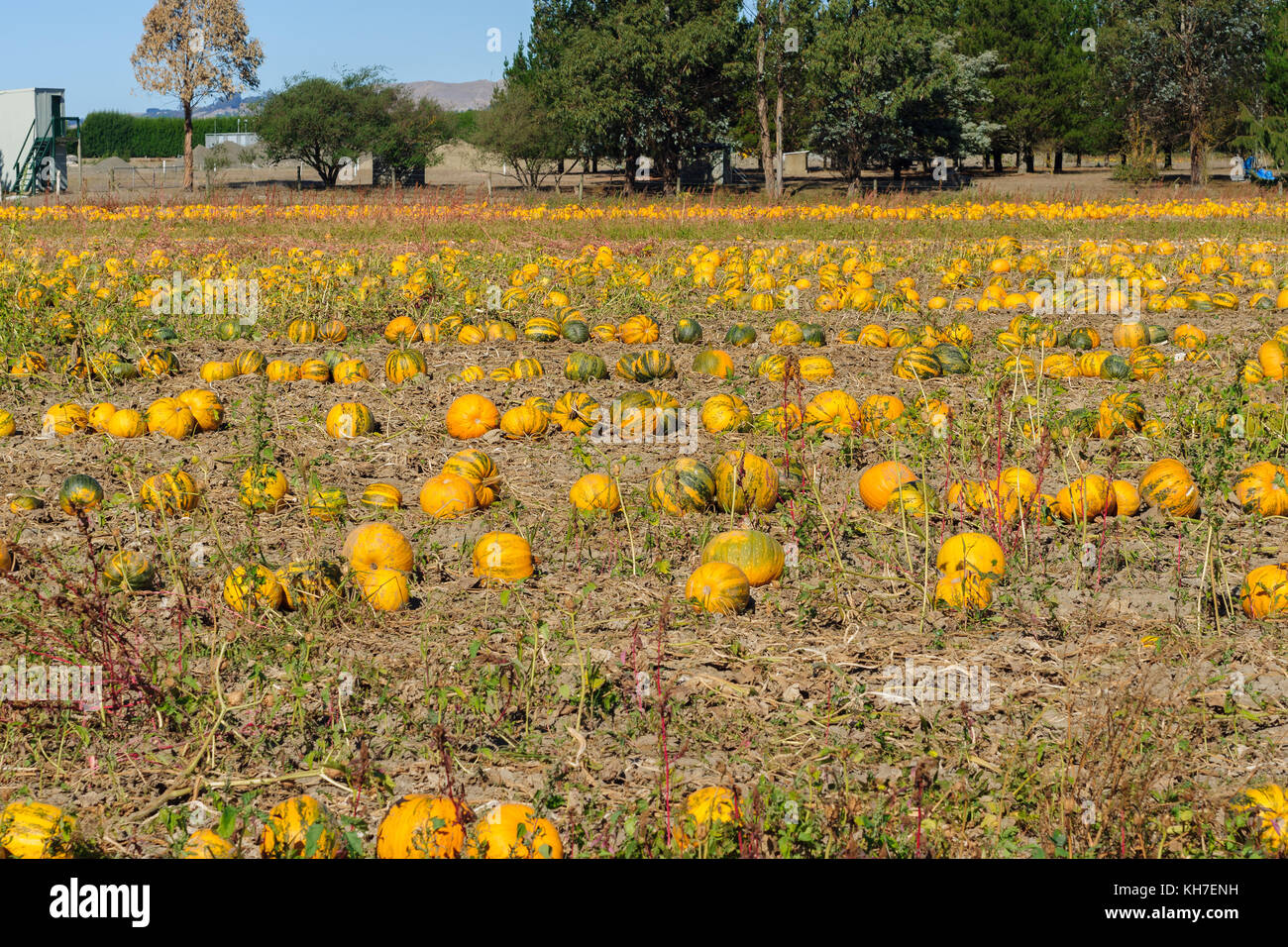 Yellow pumpkins ripening in the summer sun in rural Havelock North Hawkes Bay New Zealand Stock Photo