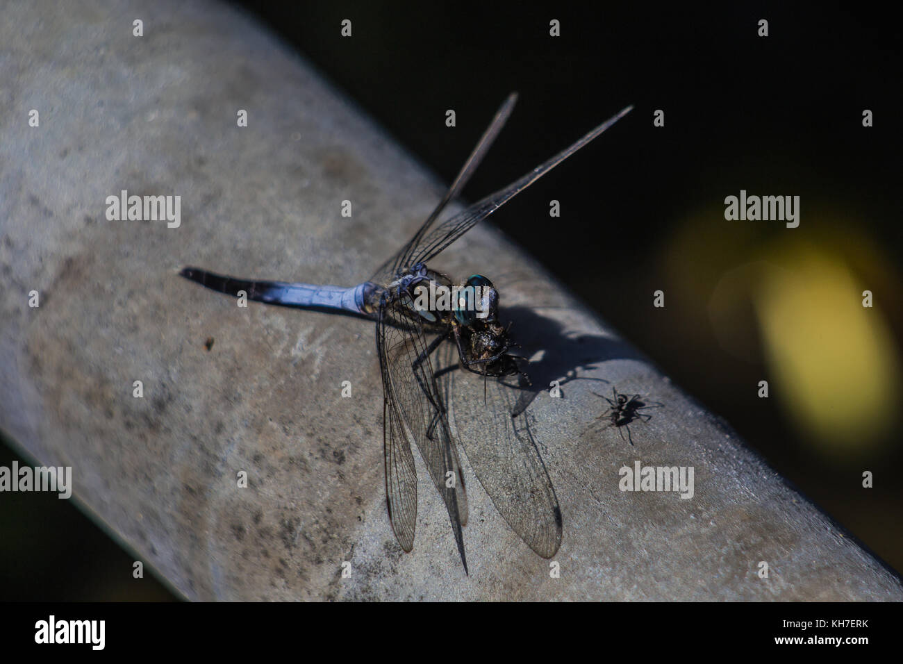 A Japanese blue dragonfly rests on a pipe in Kamakura, Japan Stock Photo